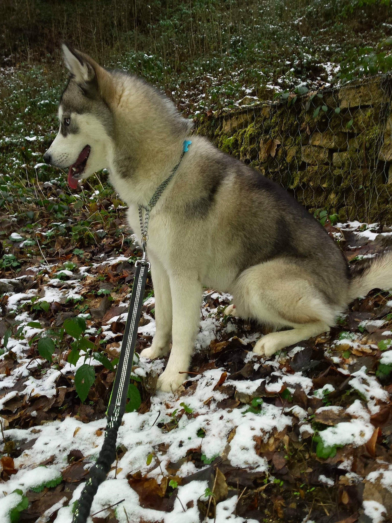 Ricky participe au concours pour gagner de l'argent avec cette photo : canidae, canis, canis_lupus_tundrarum, carnivore, collar, dog, dog_breed, fawn, plant, sled_dog, snout, snow, sporting_group, sulimov_dog, tail, terrestrial_animal, winter, wolf, working_animal, working_dog