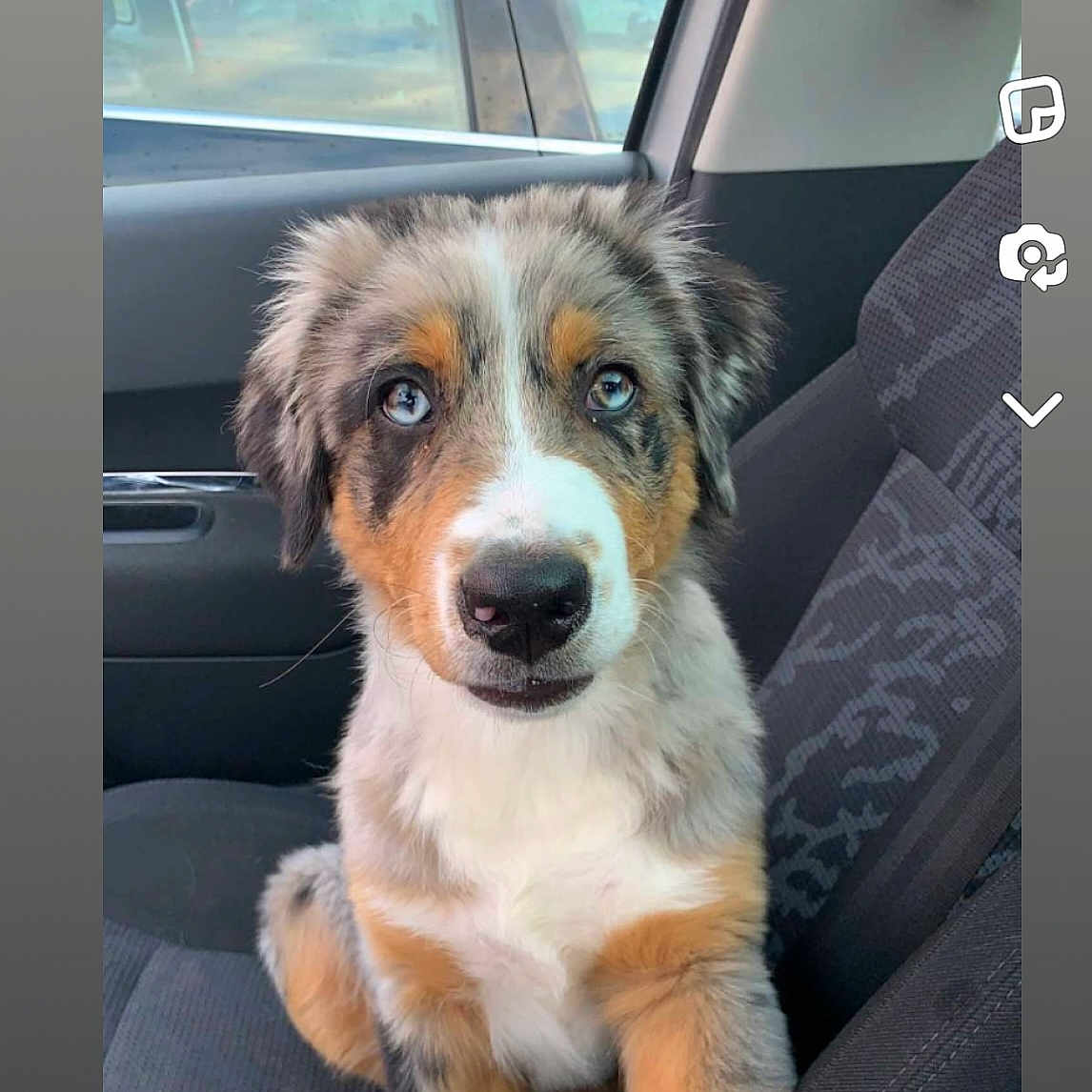 Moly participe au concours pour gagner de l'argent avec cette photo : accessories, alloywheel, animal, belt, canine, car, car_interior, carseat, carwheel, cushion, dog, homedecor, hound, husky, machine, pet, puppy, spoke, transportation, vehicle