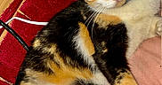Donut joined the competition — help win amazing prizes! animal, calico_cat, cat, closeup, collar, cute, domestic_cat, ears, feline, fur, indoor, lying_down, paw, pet, pink_surface, red_background, relaxed, resting, whiskers, yellow_eyes