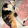 Donut is registered to the contest to win money with this photo: animal, bed, blanket, calico, cat, cozy, cute, domestic_animal, feline, fur, green, indoor, paw, pet, pink, relaxed, resting, sleeping, soft, whiskers