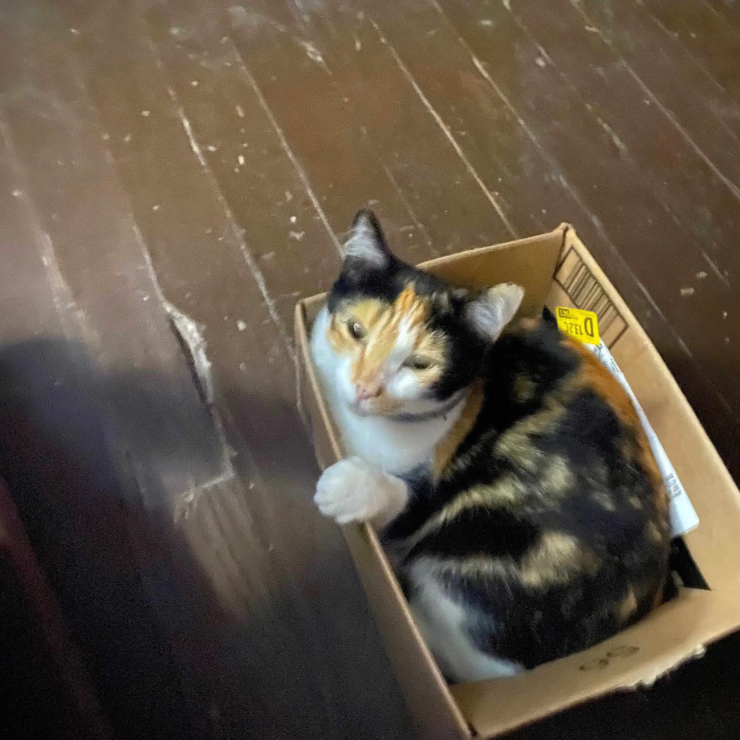 Donut