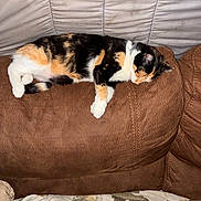 Donut joined the competition — help win amazing prizes! animal, blanket, brown_couch, calico_cat, cat, couch, cozy, domestic_cat, fur, furniture, home, indoor, nap, patterned_blanket, pet, relaxation, resting, sleeping, soft_lighting, whiskers