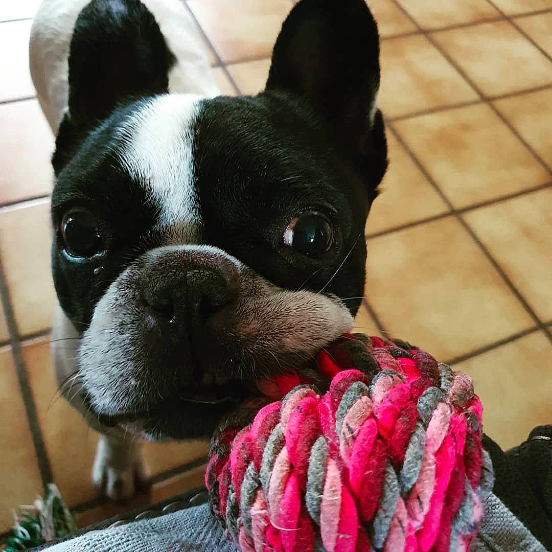 Maggie a rejoint le concours — aidez-le/la à gagner de superbes lots ! boston_terrier, canidae, carnivore, close_up, companion_dog, dog, dog_breed, fawn, french_bulldog, mammal, neck, non_sporting_group, snout, terrestrial_animal, tile, toy_dog, vertebrate, whiskers, woolen, working_animal