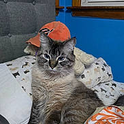 Smoky is registered to the contest to win money with this photo: cat, blue_eyes, fluffy_fur, bed, pillow, stuffed_animal, orange_cap, window, blue_wall, patterned_sheet, animal_print, furniture, indoor, pet, domestic_cat, resting, cute, cozy, feline, home