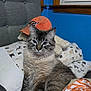cat, blue_eyes, fluffy_fur, bed, pillow, stuffed_animal, orange_cap, window, blue_wall, patterned_sheet, animal_print, furniture, indoor, pet, domestic_cat, resting, cute, cozy, feline, home