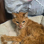 Nacho is registered to the contest to win money with this photo: cat, orange_cat, feline, pet, bed, resting, fur, whiskers, ears, tail, indoor, plastic_bag, soft, cozy, animal, closeup, sleepy, domestic_cat, quiet, relaxed