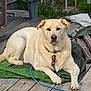 dog, light_fur, collar, leash, green_blanket, wooden_deck, outdoor, pet, resting, calm, brown_eyes, wood_planks, fence, grass, sunlight, rustic, animal, canine, domestic_animal, nature