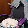 cat, white_cat, sleeping, chair, gaming_chair, blanket, fleece_blanket, indoor, door, purple, black, cozy, pet, fur, relaxing, animal, resting, home, furniture, quiet