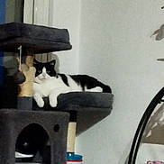 Rebelle a rejoint le concours — aidez-le/la à gagner de superbes lots ! cat, cat_tree, black_and_white, pet, indoor, furniture, plant, flower, relaxed, animal, resting, home, cozy, looking, calm, multi_level, window, toy, scratching_post, decor