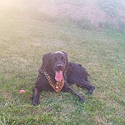 Pep'S participe au concours pour gagner de l'argent avec cette photo : accessories, animal, bodypart, canine, cockerspaniel, dog, field, grass, grassland, hound, labradorretriever, lawn, mouth, nature, outdoors, person, pet, plant, puppy, strap