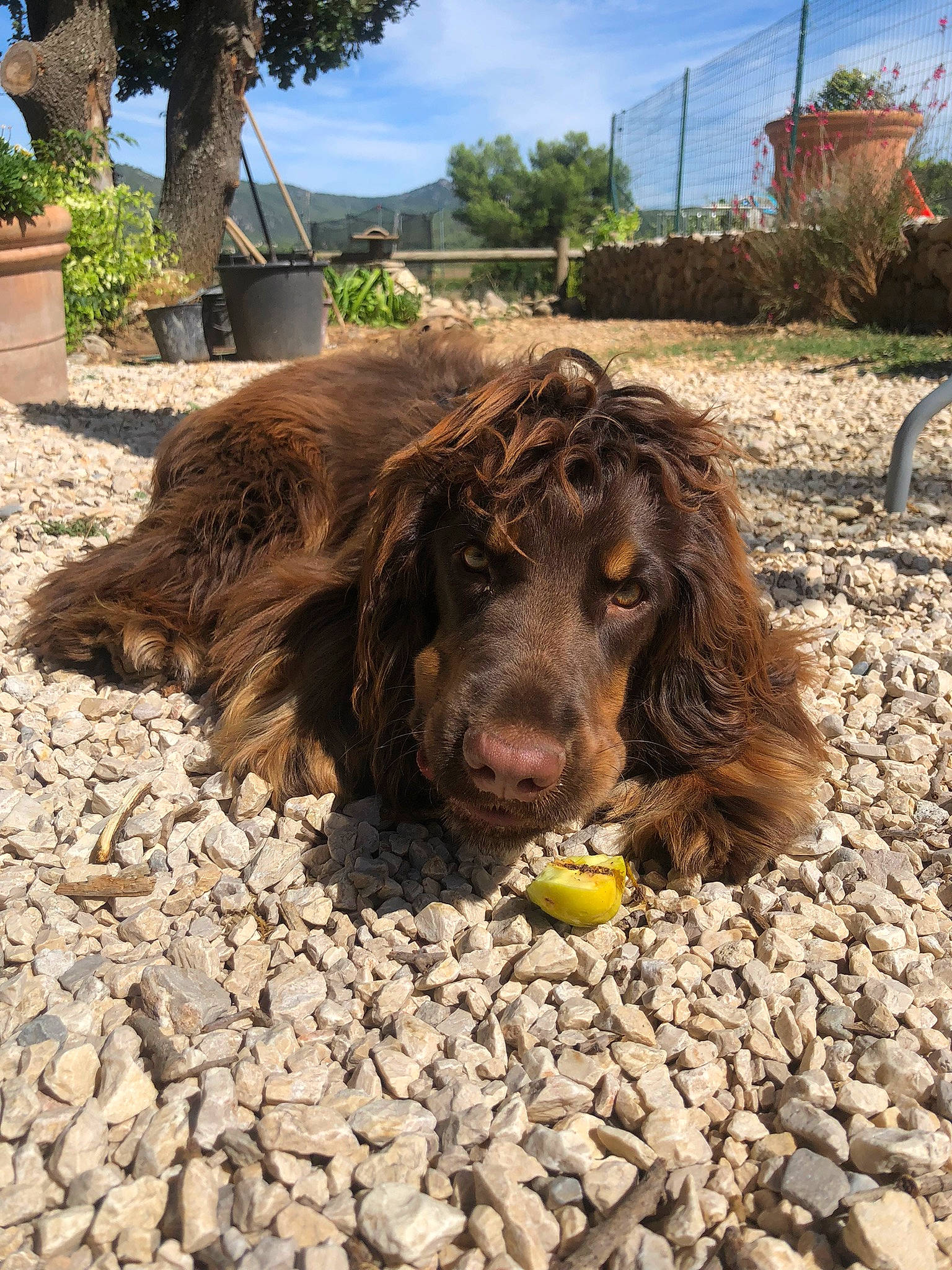 Stan participe au concours pour gagner de l'argent avec cette photo : carnivore, cloud, cocker_spaniel, companion_dog, dog, dog_breed, dog_food, flowerpot, liver, plant, sky, snout, soil, spaniel, sporting_group, tennis_ball, terrestrial_animal, tree, water_dog, working_animal
