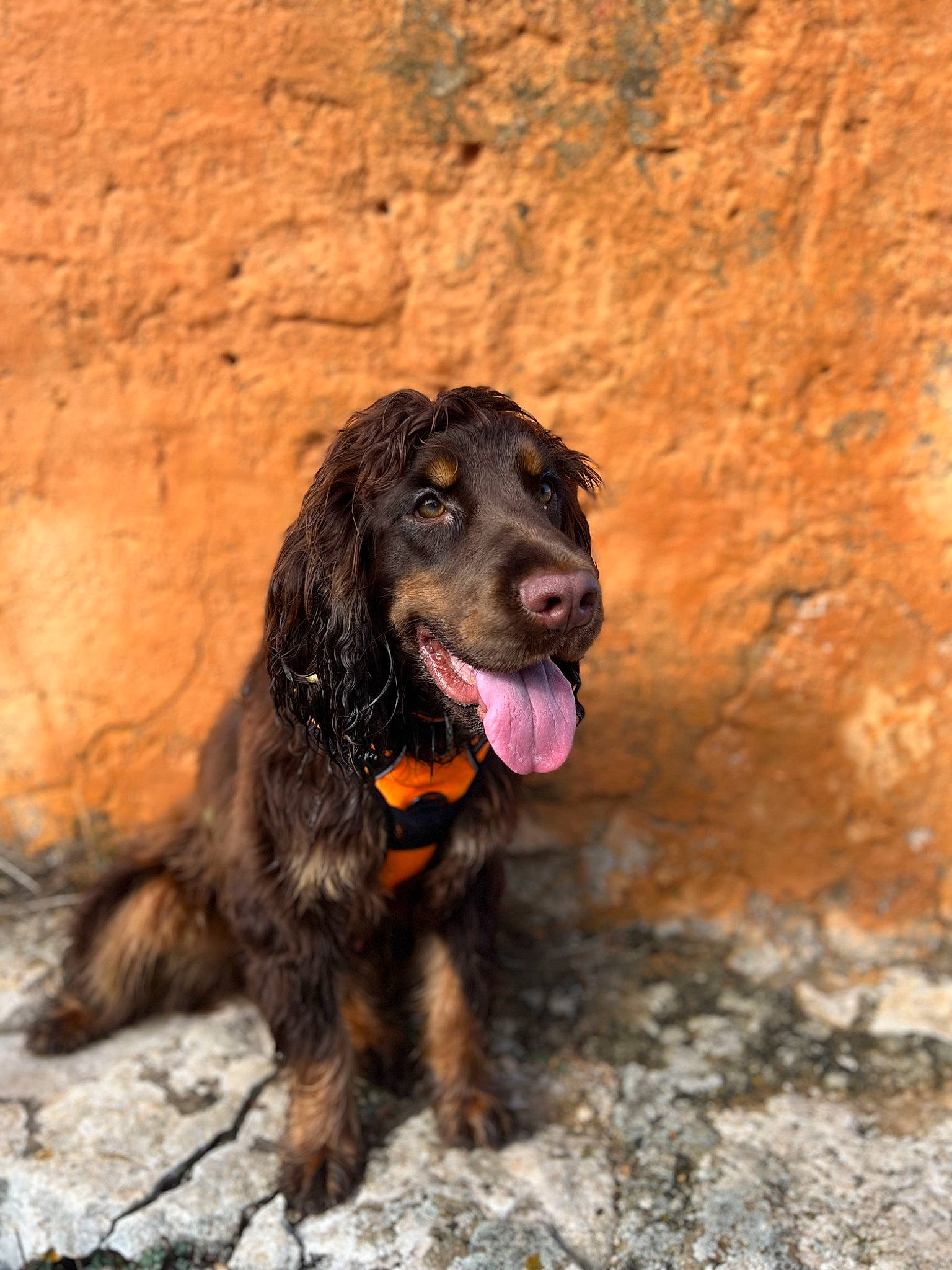 Stan participe au concours pour gagner de l'argent avec cette photo : canidae, carnivore, cocker_spaniel, companion_dog, dog, dog_breed, fawn, fur, gun_dog, hunting_dog, liver, retriever, soil, spaniel, sporting_group, terrestrial_animal, working_animal, working_dog