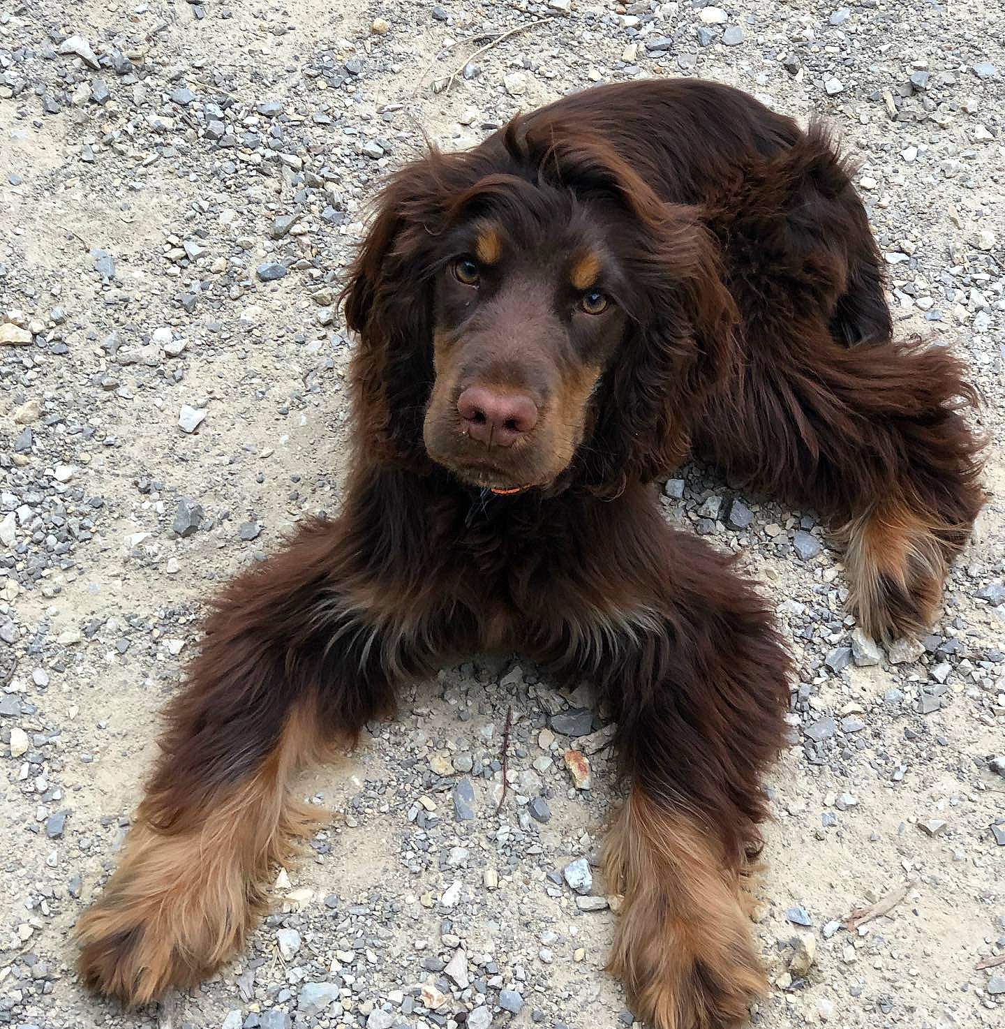 Stan a rejoint le concours — aidez-le/la à gagner de superbes lots ! boykin_spaniel, canidae, carnivore, cocker_spaniel, companion_dog, dog, dog_breed, fur, gun_dog, hunting_dog, liver, retriever, spaniel, sporting_group, tail, terrestrial_animal, working_animal