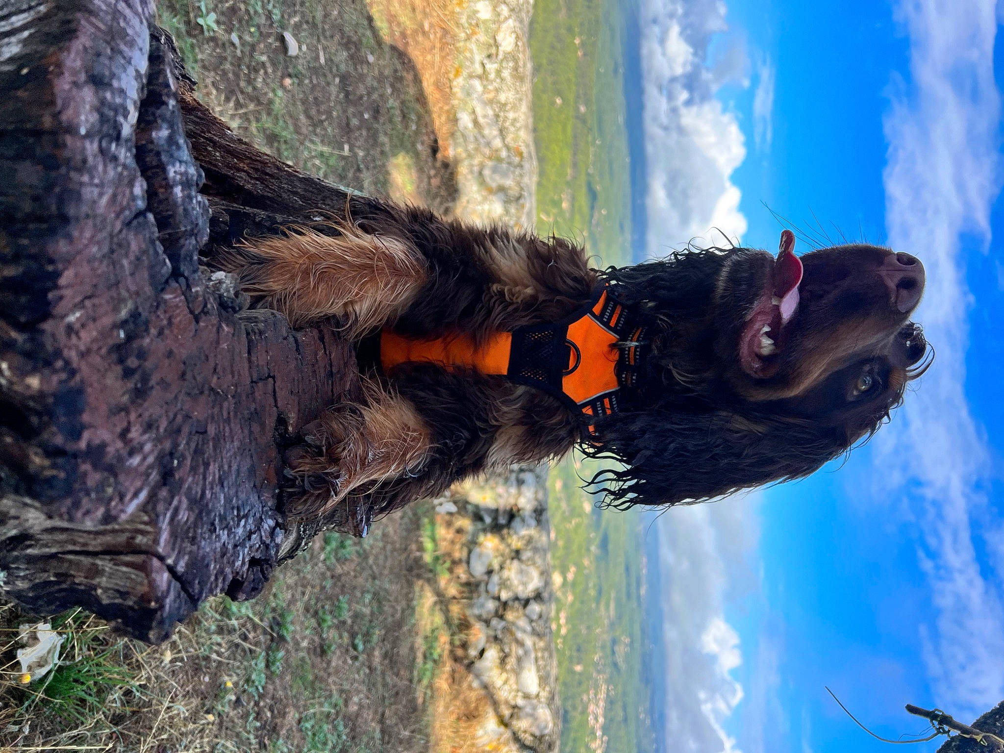 Stan participe au concours pour gagner de l'argent avec cette photo : adventure, canidae, cloud, dog_breed, fun, fur, grass, happy, landscape, people_in_nature, plant, recreation, rock, sky, sporting_group, tail, tree, trunk, water, wood
