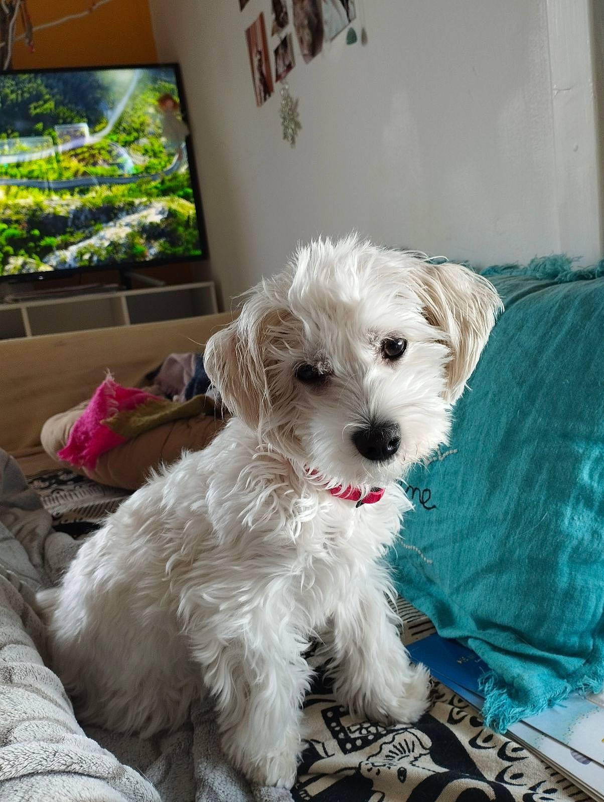 Plume participe au concours pour gagner de l'argent avec cette photo : carnivore, companion_dog, dog, dog_breed, dog_supply, fur, labradoodle, maltepoo, plant, poodle_crossbreed, shih_poo, small_terrier, snout, sporting_group, terrier, toy_dog, water_dog, window, working_animal, yorkipoo