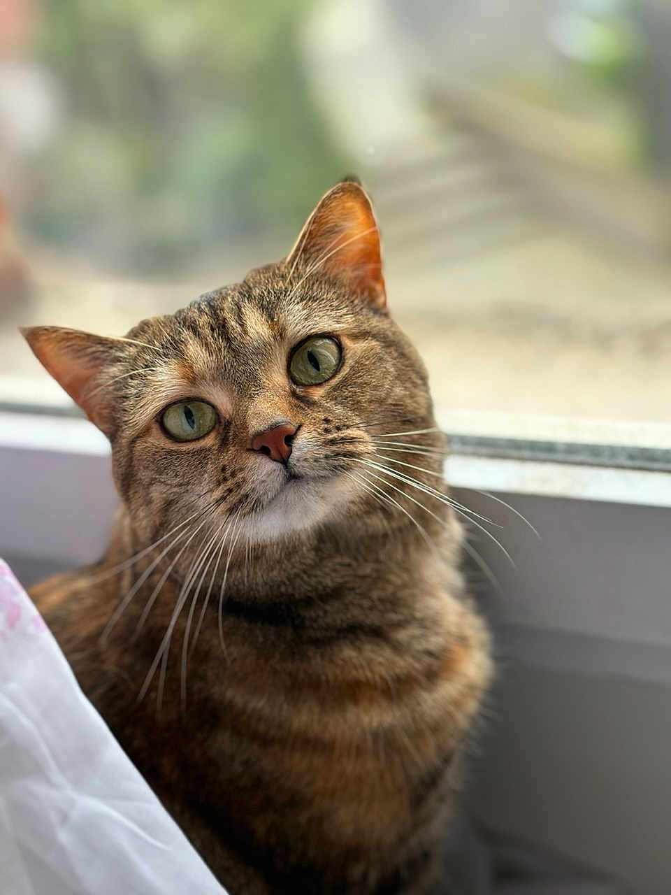 Naia participe au concours pour gagner de l'argent avec cette photo : cat, tabby, animal, pet, window, green_eyes, whiskers, fur, domestic_cat, close_up, cute, curious, indoor, cozy, portrait, mammal, feline, looking, soft_light, blurred_background