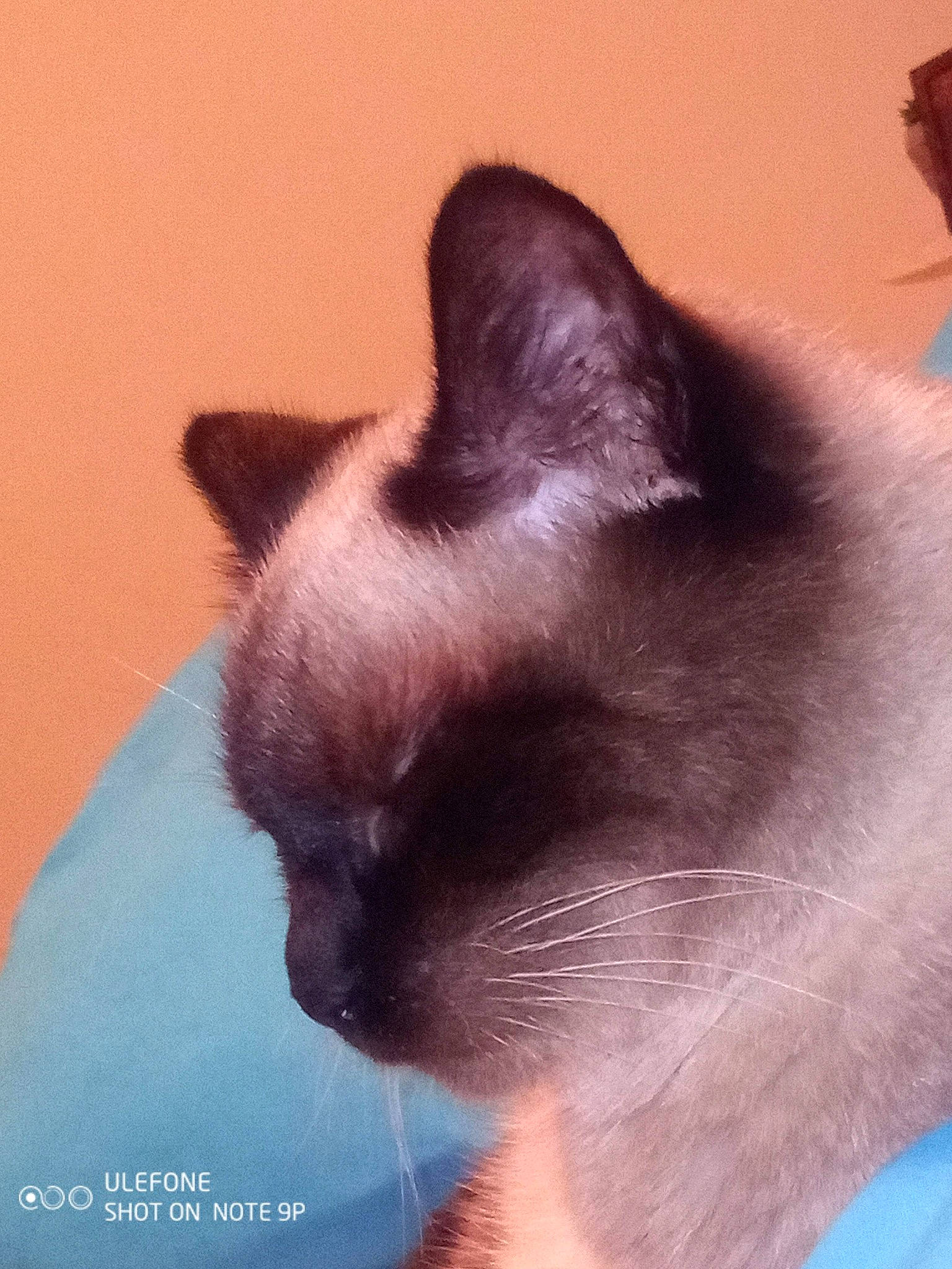 Ficel participe au concours pour gagner de l'argent avec cette photo : balinese, birman, carnivore, cat, domestic_short_haired_cat, fawn, felidae, foot, fur, paw, siamese, small_to_medium_sized_cats, snout, tail, thai, whiskers