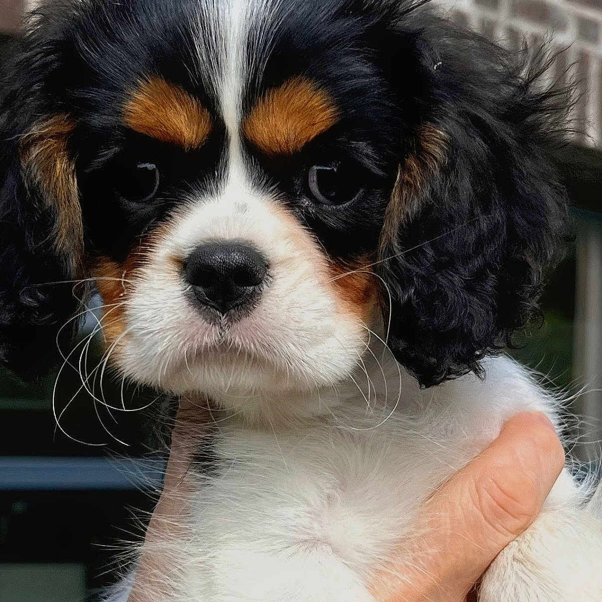 Bailley a rejoint le concours — aidez-le/la à gagner de superbes lots ! animal, black_and_white, brick_wall, brown, cavalier_king_charles_spaniel, close_up, cute, dog, eyes, face, fluffy, hand, long_hair, nose, outdoor, pet, portrait, puppy, tricolor, whiskers