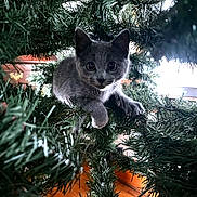 Solstice is registered to the contest to win money with this photo: kitten, cat, christmas_tree, greenery, indoor, curious, pet, animal, feline, branches, wood_floor, playful, holiday, nature, cute, young_animal, domestic_cat, closeup, tree, mischievous
