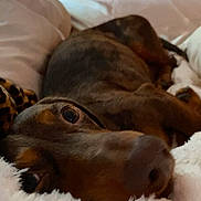 Chunk joined the competition — help win amazing prizes! animal, bed, blanket, brown, closeup, comfort, cozy, cute, dachshund, dog, fur, home, indoor, pet, portrait, relaxed, resting, sleepy, snuggling, soft
