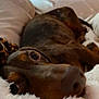 animal, bed, blanket, brown, closeup, comfort, cozy, cute, dachshund, dog, fur, home, indoor, pet, portrait, relaxed, resting, sleepy, snuggling, soft