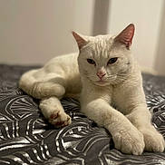 Flocon a rejoint le concours — aidez-le/la à gagner de superbes lots ! animal, bed, bedspread, cat, close_up, cute, domestic_cat, ears, feline, fur, indoor, laying_down, looking, mammal, paw, pet, relaxed, resting, whiskers, white_cat