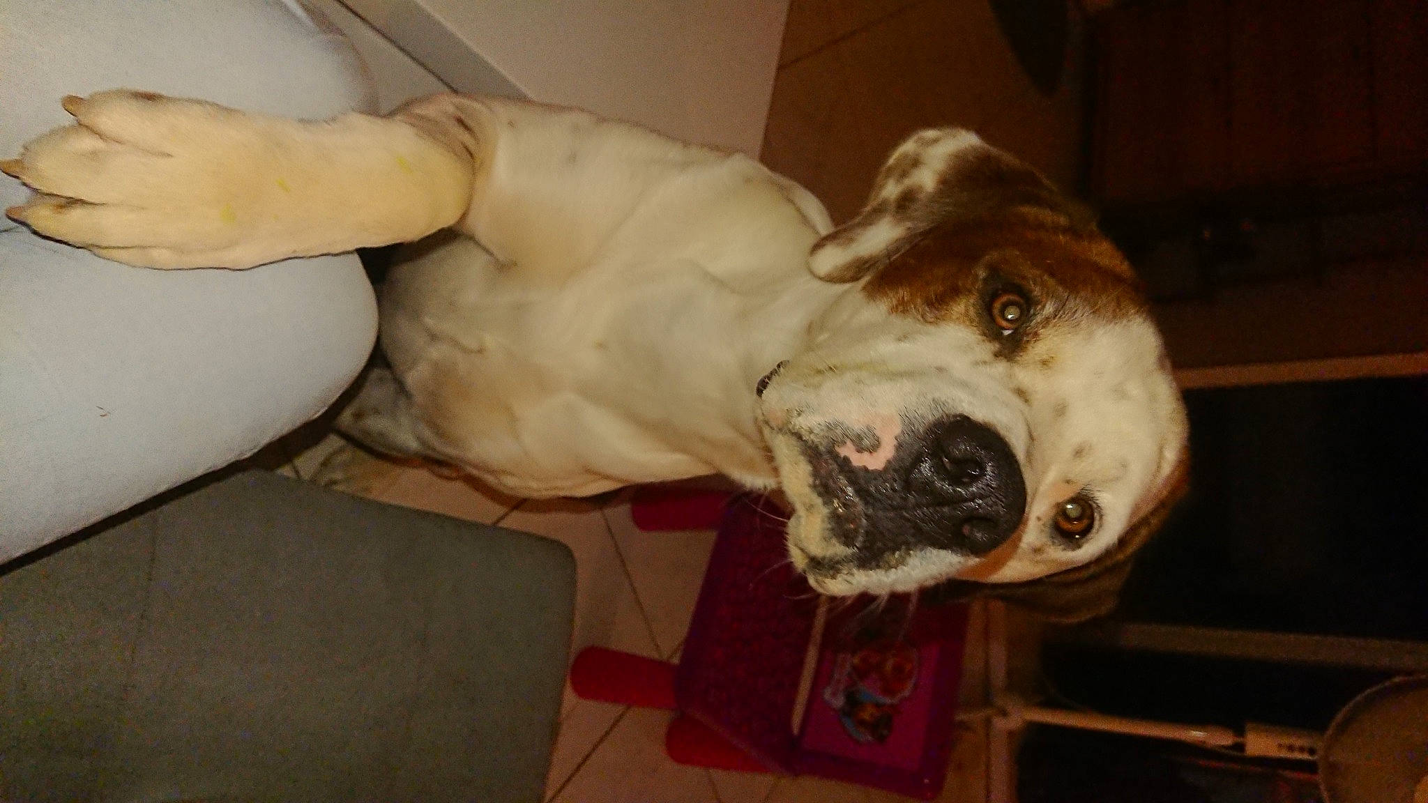 Oréo a rejoint le concours — aidez-le/la à gagner de superbes lots ! american_bulldog, bulldog, canidae, carnivore, dog, dog_breed, fawn, non_sporting_group, old_english_bulldog, olde_english_bulldogge, pit_bull, snout, sporting_group, valley_bulldog