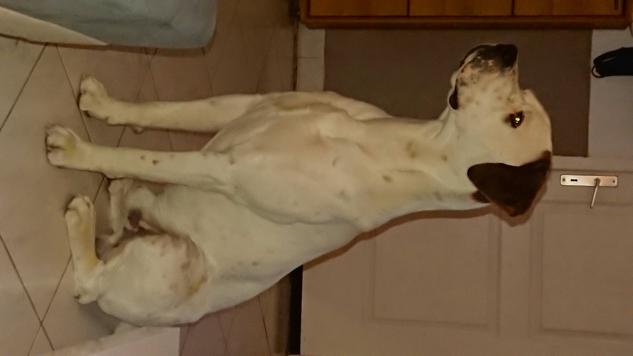 Oréo a rejoint le concours — aidez-le/la à gagner de superbes lots ! art, bone, canidae, fawn, jaw, non_sporting_group, sculpture