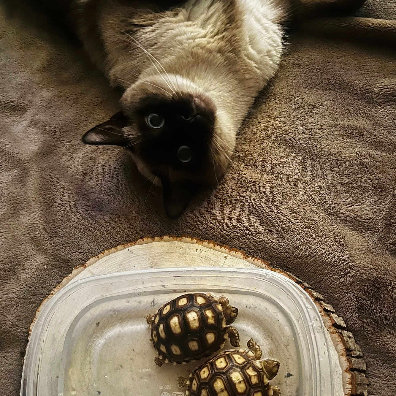 Bodhi is registered to the contest to win money with this photo: animal, bowl, boxturtle, cat, computerhardware, electronics, food, fruit, hardware, kitten, manx, mouse, pet, plant, produce, reptile, sealife, siamese, tortoise, turtle