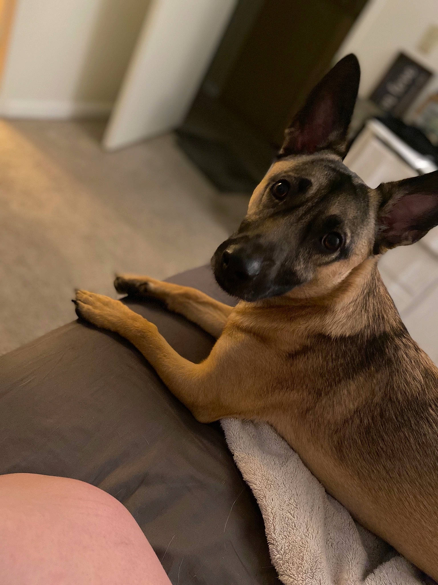 Annabelle joined the competition — help win amazing prizes! belgian_shepherd_malinois, black_mouth_cur, canidae, carnivore, dog, dog_breed, fawn, mammal, paw, snout, vertebrate