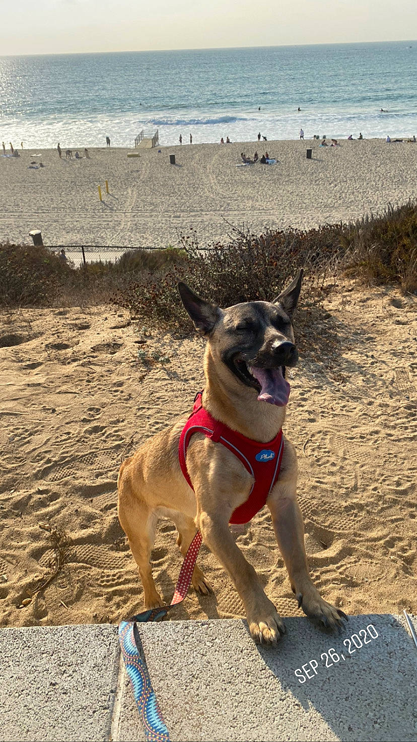 Annabelle joined the competition — help win amazing prizes! beach, canidae, carnivore, coast, dog, dog_breed, dog_collar, fawn, leash, mammal, potcake_dog, sea, sporting_group, summer, vacation