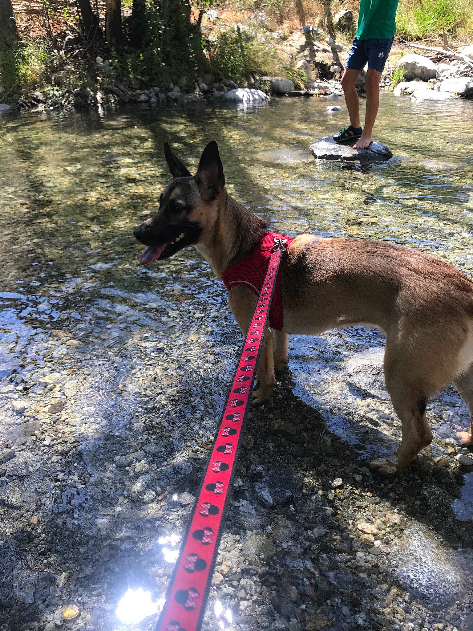 Annabelle joined the competition — help win amazing prizes! adventure, belgian_shepherd, belgian_shepherd_malinois, canidae, carnivore, dog, dog_breed, dog_walking, fawn, german_shepherd_dog, leash, recreation, trail, walking