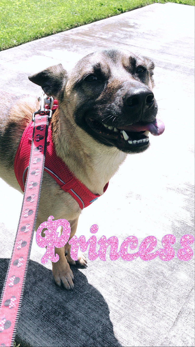 Annabelle joined the competition — help win amazing prizes! american_pit_bull_terrier, canidae, carnivore, collar, dog, dog_breed, dog_collar, fawn, great_dane, mammal, non_sporting_group, pink, pit_bull, rare_breed_dog, snout, vertebrate