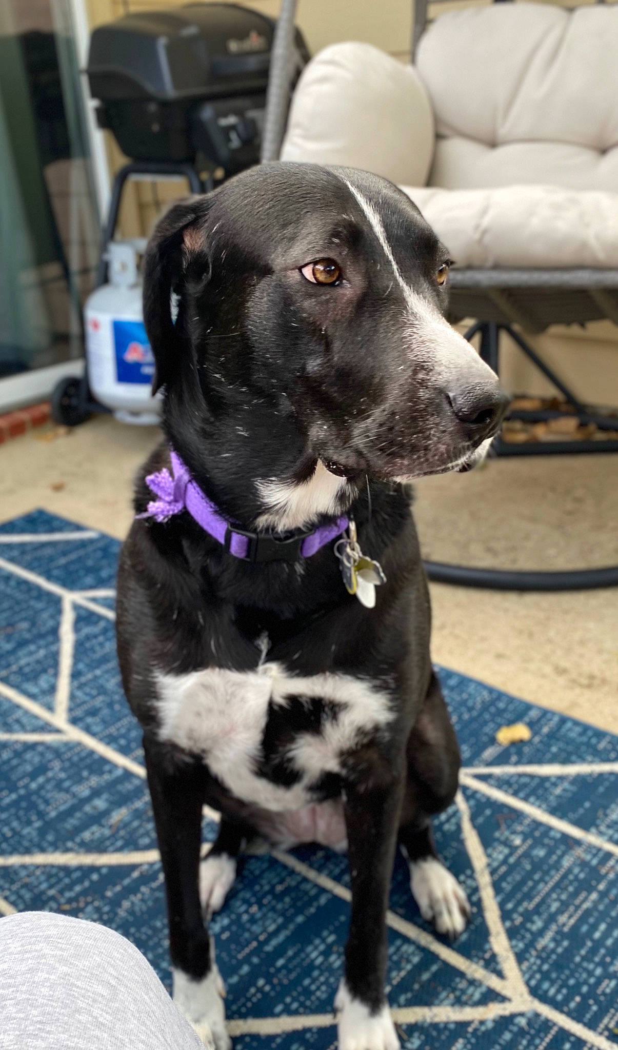 Stella is registered to the contest to win money with this photo: beagador, borador, canidae, carnivore, dog, dog_breed, eurohound, great_dane, hunting_dog, labrador_retriever, mammal, pointer, rare_breed_dog, snout, sporting_group