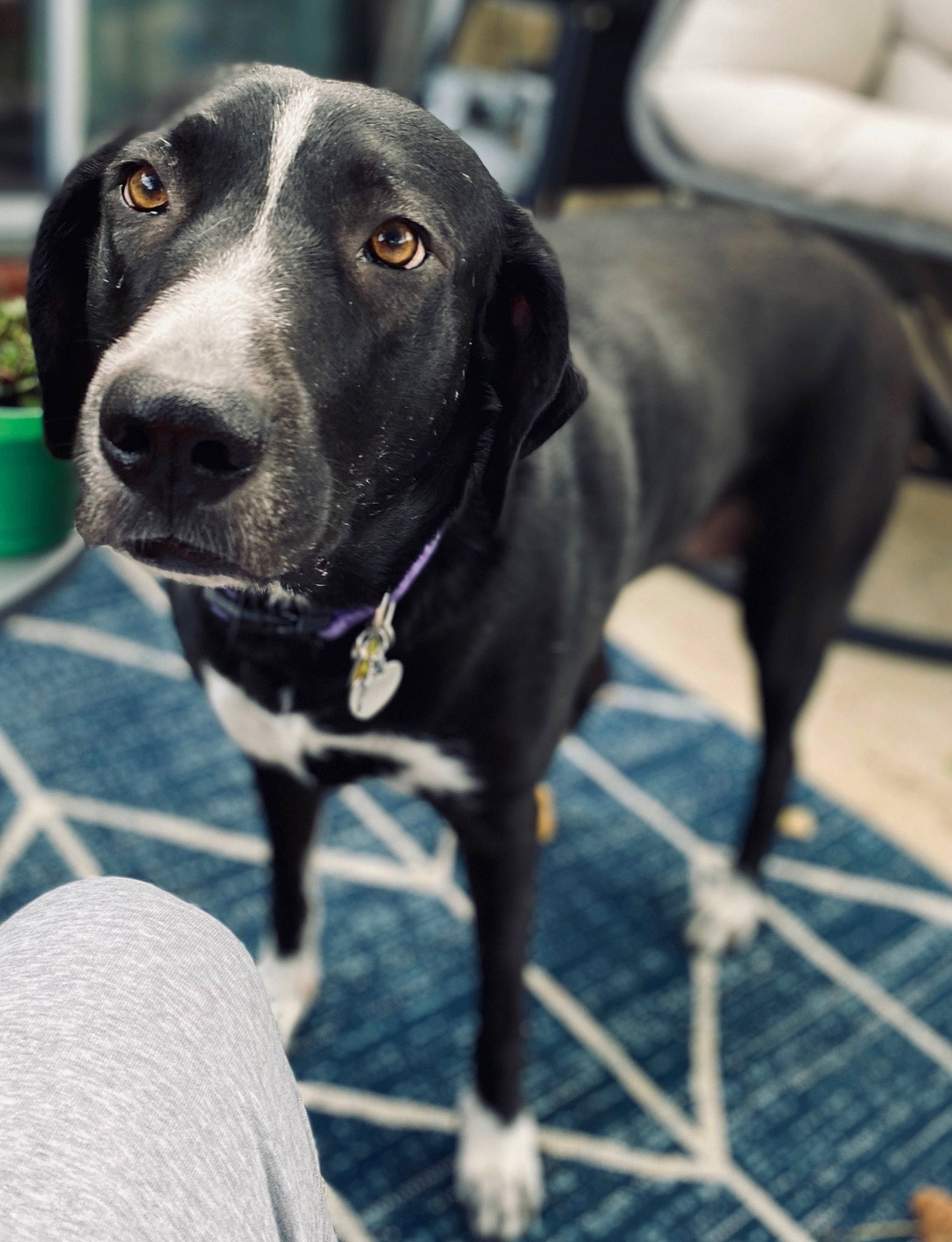 Stella joined the competition — help win amazing prizes! beagador, blue_lacy, canidae, carnivore, dog, dog_breed, hunting_dog, labrador_retriever, mammal, snout, sporting_group, vertebrate, whiskers