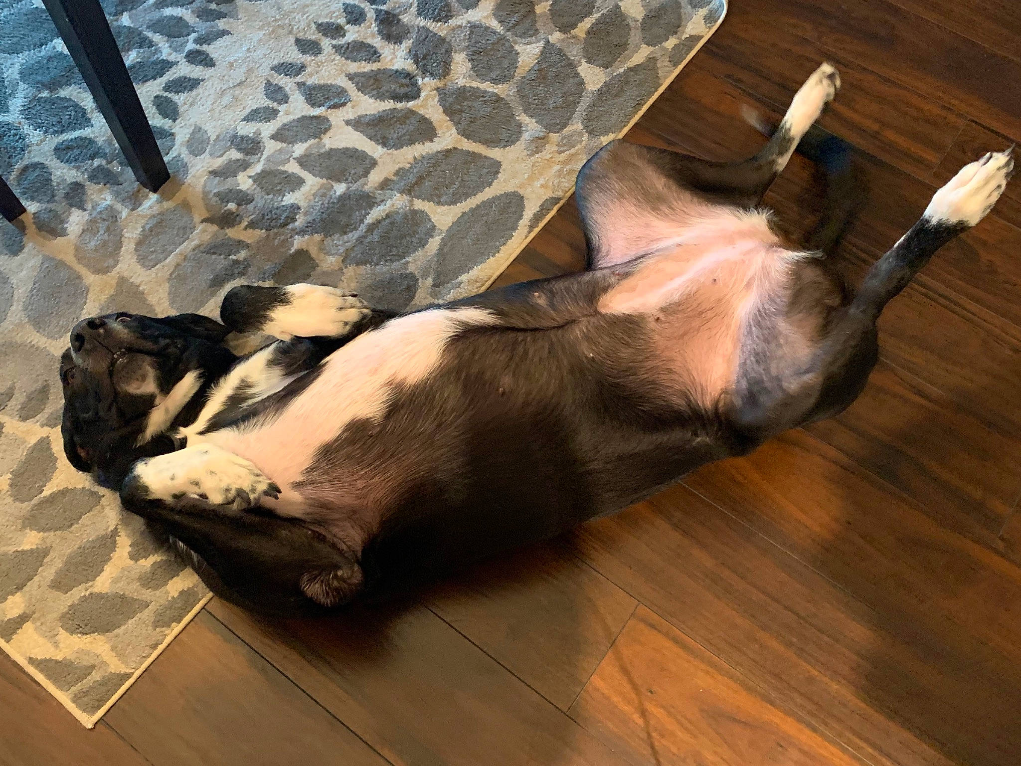 Stella joined the competition — help win amazing prizes! canidae, carnivore, dog, dog_breed, fawn, floor, flooring, hardwood, snout, sporting_group, tail, wood