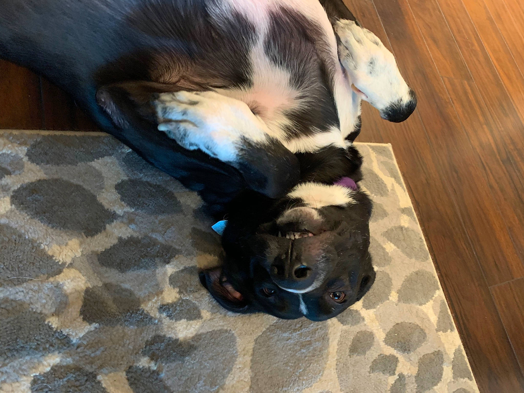 Stella is registered to the contest to win money with this photo: canidae, carnivore, dog, dog_breed, fawn, mammal, non_sporting_group, snout, sporting_group