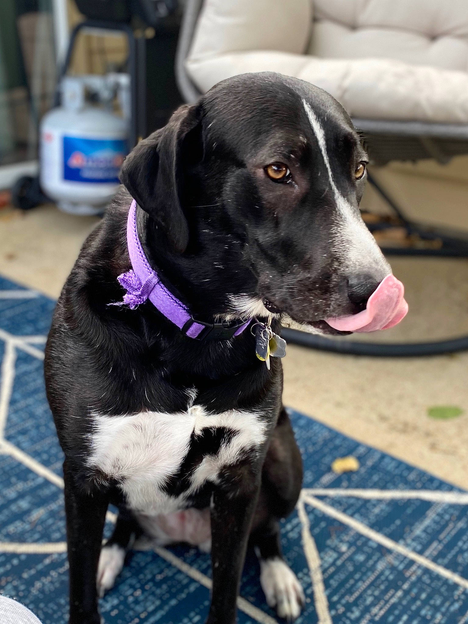 Stella is registered to the contest to win money with this photo: beagador, canidae, carnivore, dog, dog_breed, eurohound, german_shorthaired_pointer, hunting_dog, labrador_retriever, mammal, pointer, pointing_breed, rare_breed_dog, snout, sporting_group, vertebrate, whiskers