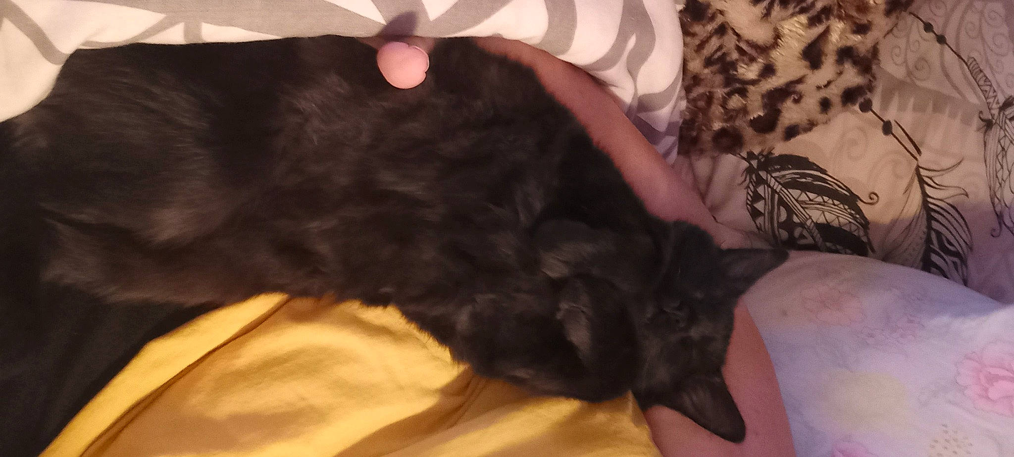 Hadès participe au concours pour gagner de l'argent avec cette photo : bed, black_cat, canidae, carnivore, cat, claw, comfort, companion_dog, dog_breed, ear, felidae, fur, gesture, liver, nap, paw, small_to_medium_sized_cats, sporting_group, tail, whiskers