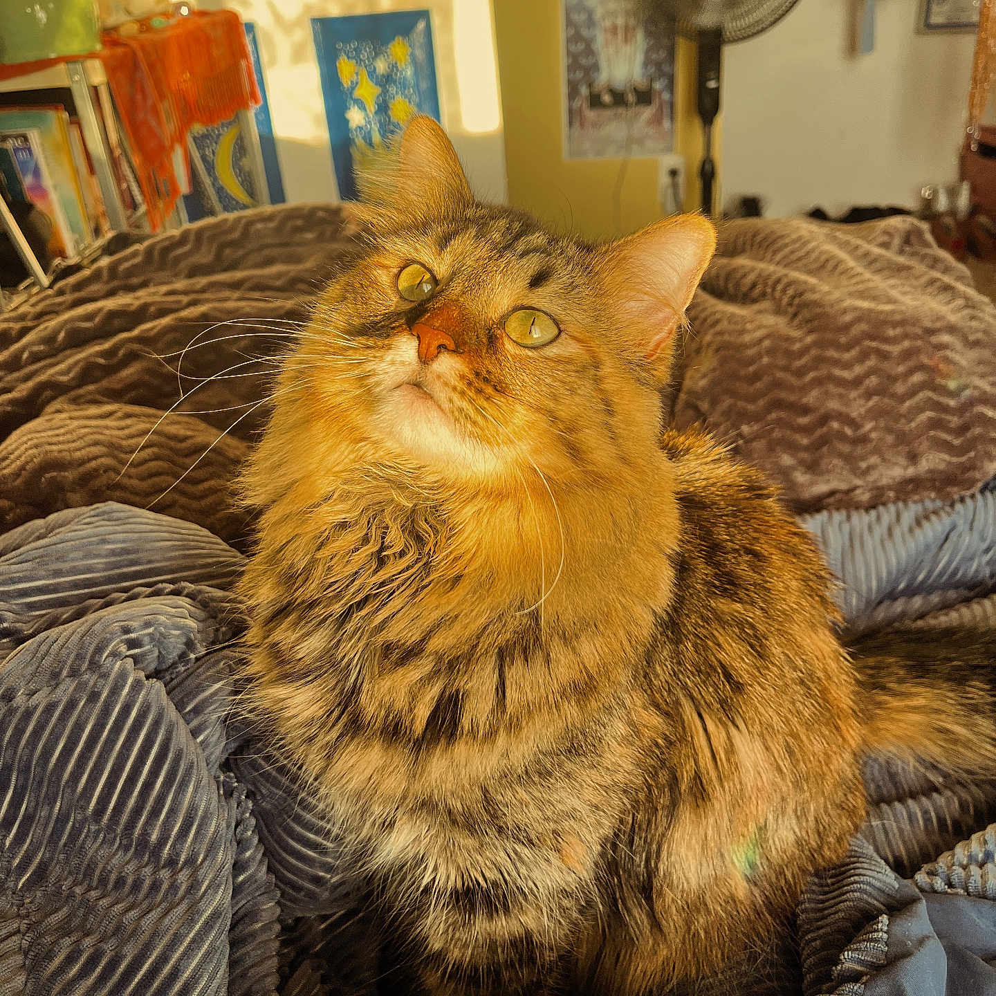 Luna is registered to the contest to win money with this photo: abyssinian, animal, architecture, armchair, art, blanket, building, cat, chair, couch, cushion, furniture, homedecor, indoors, kitten, livingroom, manx, painting, pet, room
