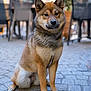 animal, background_blur, brown, calm, canine, chairs, cobblestone, daylight, dog, ears, fluffy, fur, outdoor, paws, pet, portrait, sitting, snout, street, urban