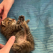 Simba participe au concours pour gagner de l'argent avec cette photo : animal, baby_cat, bed, blue_blanket, cat, comfort, cozy, cute, feline, fur, hands, human, indoor, kitten, pet, playing, resting, small, striped, touching