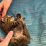 animal, baby_cat, bed, blue_blanket, cat, comfort, cozy, cute, feline, fur, hands, human, indoor, kitten, pet, playing, resting, small, striped, touching