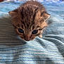 Simba participe au concours pour gagner de l'argent avec cette photo : animal, baby_animal, blue, cat, close_up, curious, cute, exploring, fabric, feline, fur, indoor, kitten, pet, small, soft, striped, texture, whiskers, young