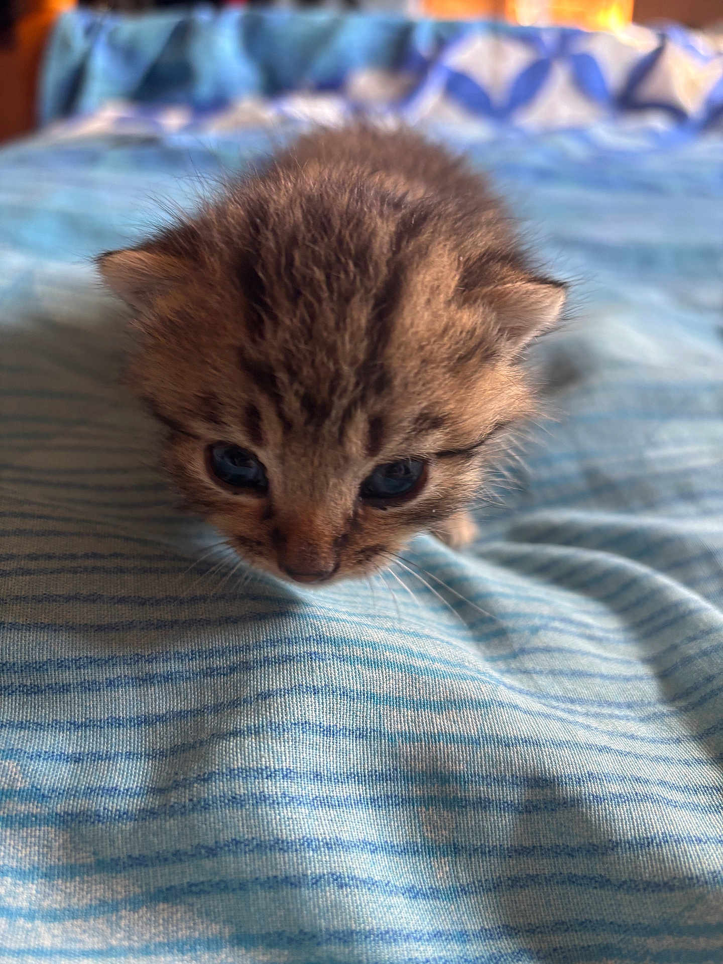 Simba
