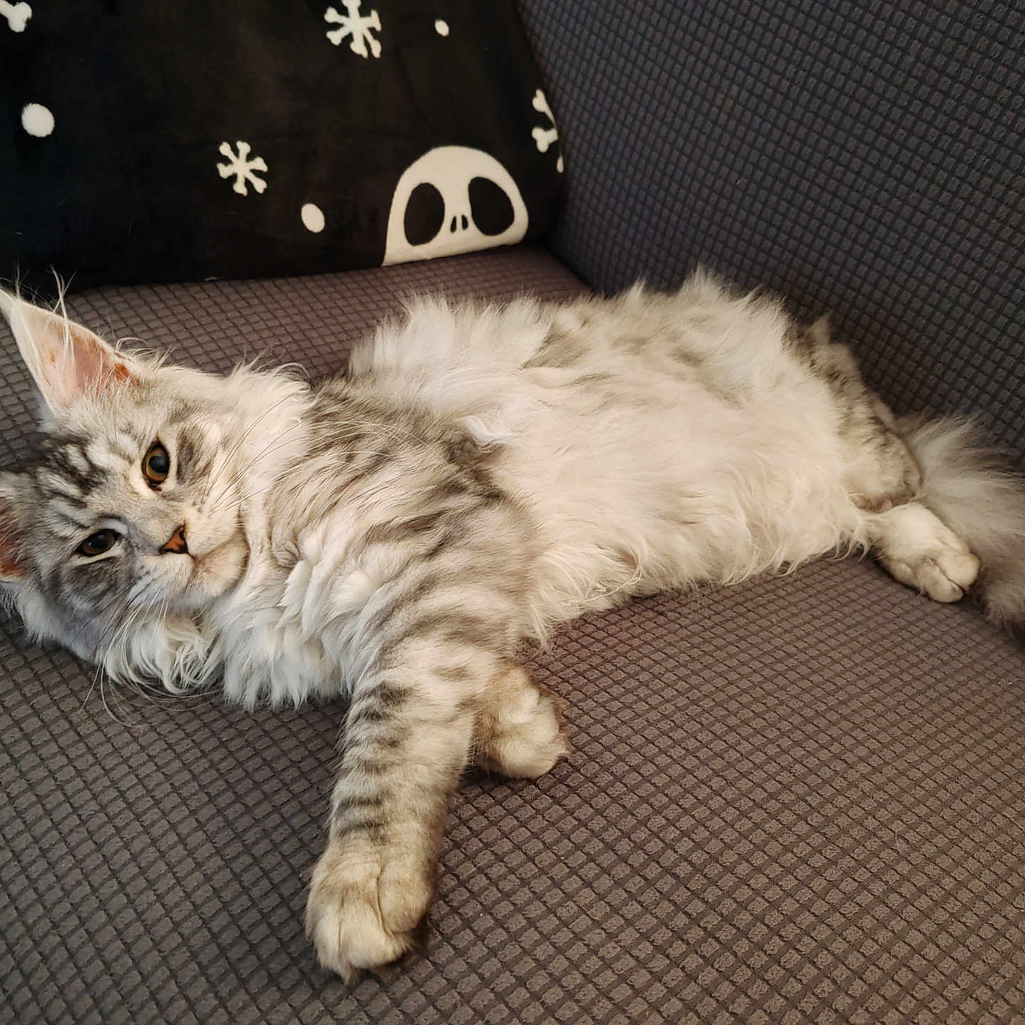 Vyper a rejoint le concours — aidez-le/la à gagner de superbes lots ! cat, couch, cozy, cute, ears, feline, fluffy, fur, gray, home, indoor, laying, pattern, pet, pillow, relaxed, resting, skull, snowflake, tabby