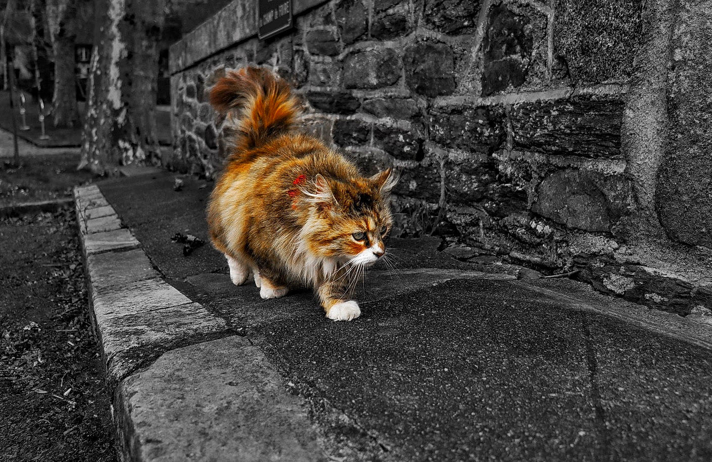 Chat a rejoint le concours — aidez-le/la à gagner de superbes lots ! art, asphalt, carnivore, cat, city, fawn, felidae, flooring, grass, grey, leaf, plant, road, road_surface, sidewalk, small_to_medium_sized_cats, tail, tree, whiskers, wood