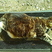 Minette participe au concours pour gagner de l'argent avec cette photo :