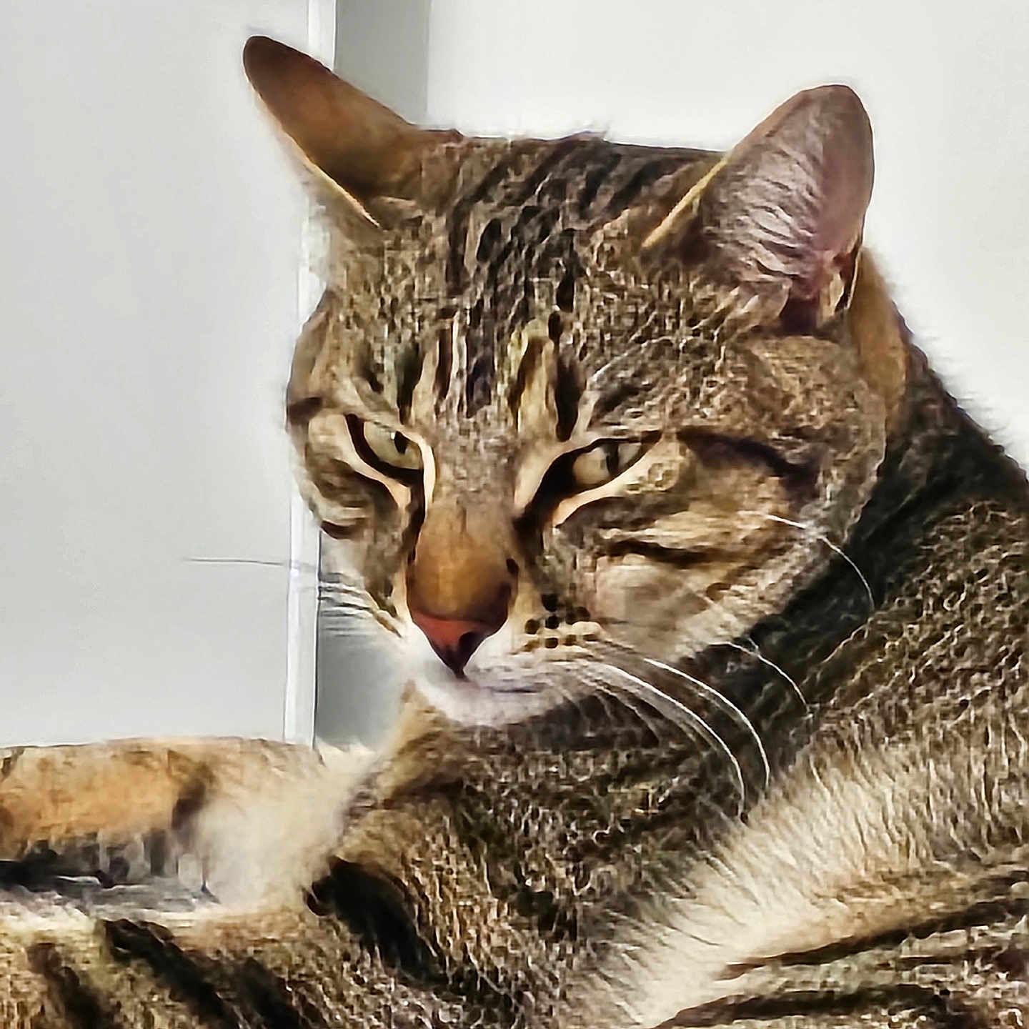 Tokyo a rejoint le concours — aidez-le/la à gagner de superbes lots ! animal, cat, close_up, cute, domestic_animal, ears, eyes, feline, fur, indoor, laying_down, mammal, nose, pet, portrait, relaxed, resting, striped, tabby_cat, whiskers