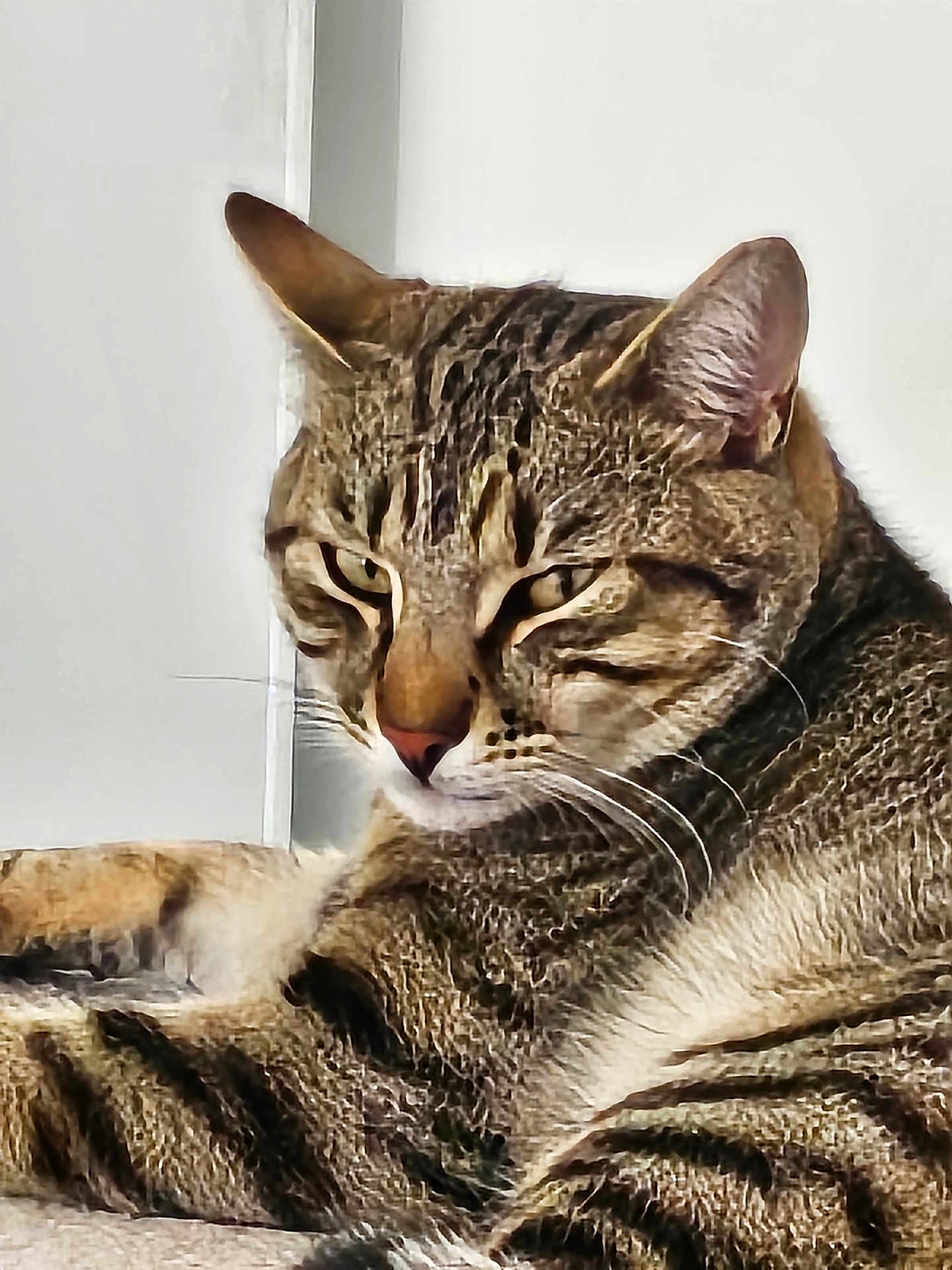 Tokyo a rejoint le concours — aidez-le/la à gagner de superbes lots ! cat, tabby_cat, animal, pet, feline, fur, whiskers, close_up, resting, indoor, mammal, ears, eyes, nose, portrait, striped, relaxed, cute, domestic_animal, laying_down
